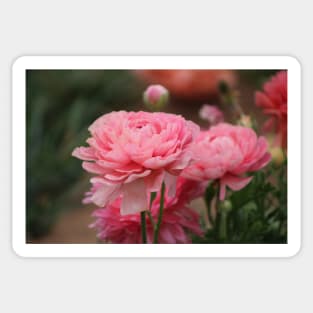 Peony Pink Ranunculus Closeup Sticker